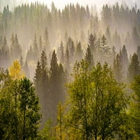 - Државата вашингтон-Престон Евергринс и памучни дрвја кревање магла на Печатење На Постер на Ридот-Силвија Гулин