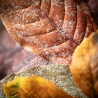 26 H Sullivans Топол есен мешан лист од лисја за предната врата, разнобојно