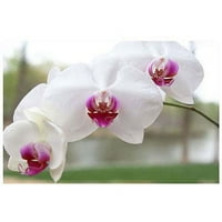 Трговска марка уметност бела орхидеја платно уметност од Кери Хан, 14х19